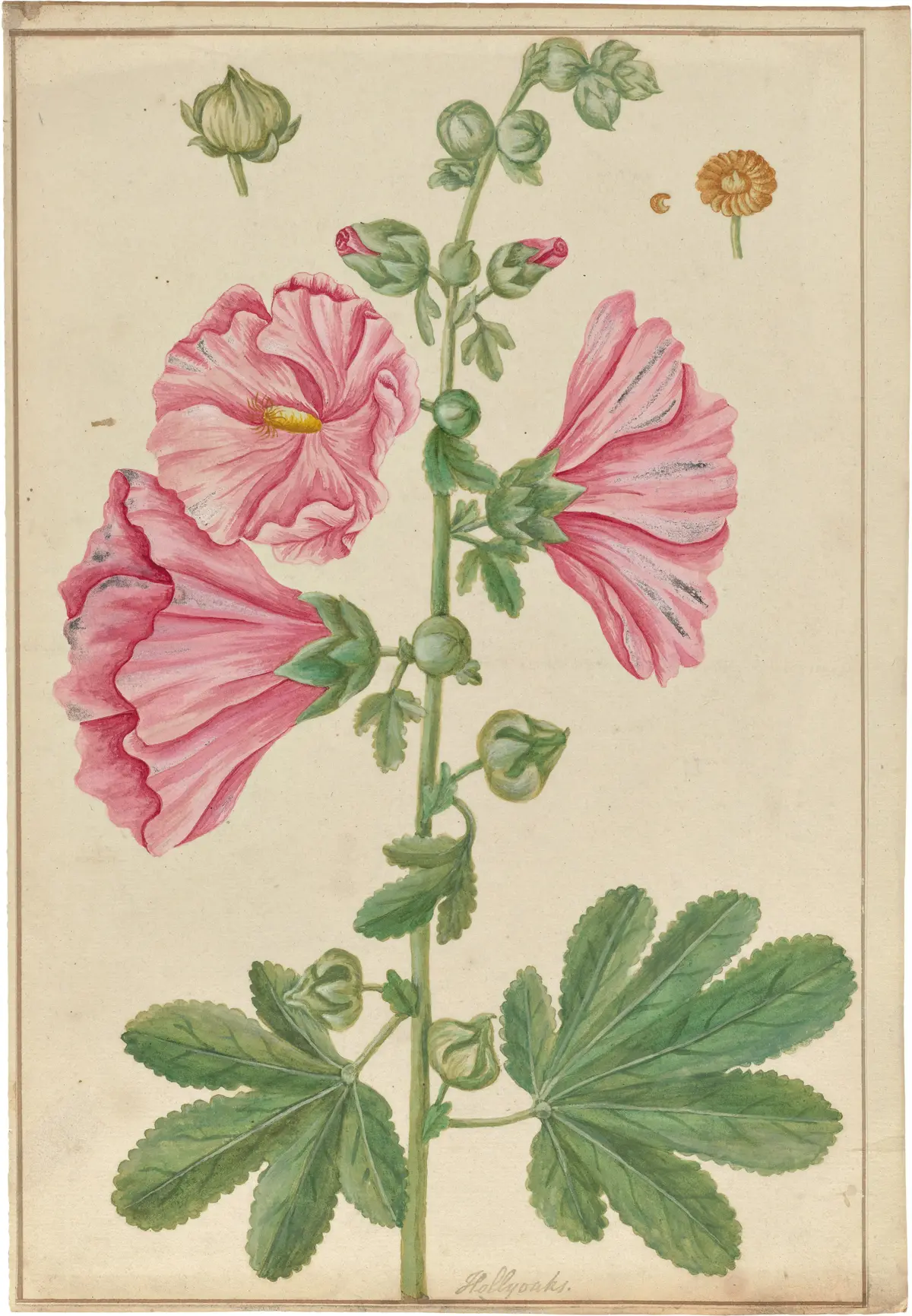 Gülhatmi (Alcea rosea) — Elizabeth Blackwell'in 18. yüzyıl botanik levhası